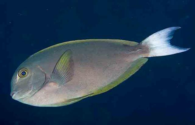  Acanthurus thompsoni (Thompson’s Surgeonfish)